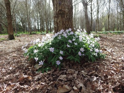 woodland in spring  Lisburn