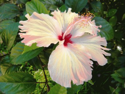 hibisco