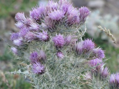 fleurs de montagne