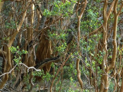 bosque de arrayanes