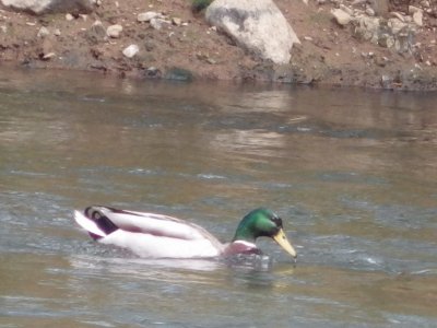 Mallard inthe river Lagan