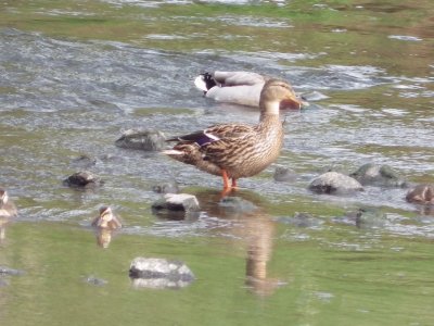 Mummy and chicks