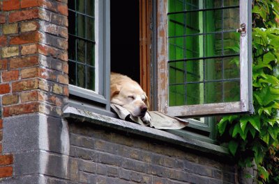 Dog In A Window