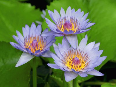 Beautiful Purple Water Lilies