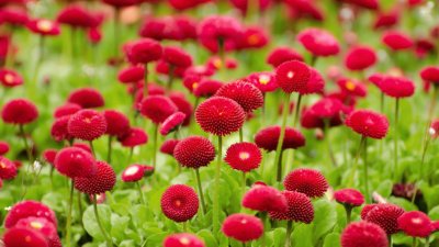 Red Meadow Flowers