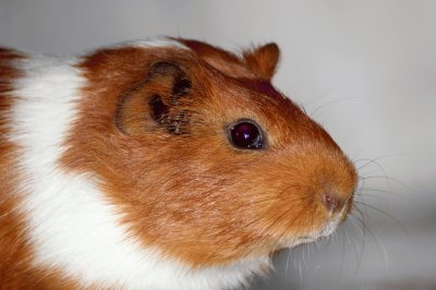 Guinea Pig