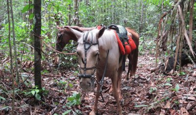 Cavalos Arreados