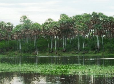 Estero en la Provincia de Chaco. Argentina