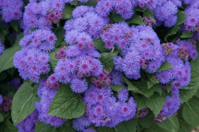 Ageratum or Floss Flowers