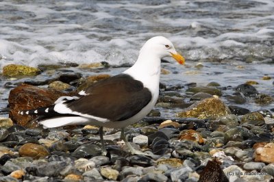 gaviota