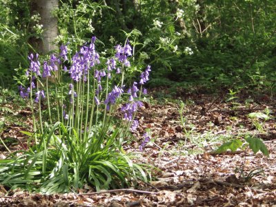 Bluebells