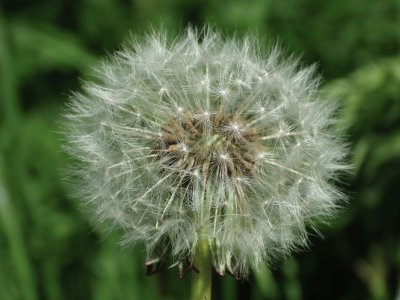 Dandylion