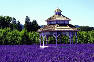 Gazebo in Vibrant Purple Field