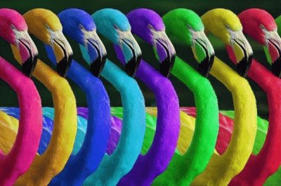 Rainbow Flamingos