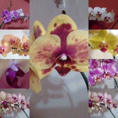 orquideas