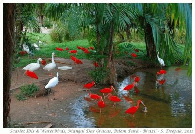 Scarlet Ibis and Waterbirds-Brazil