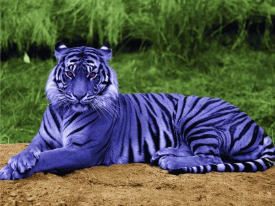 Purple Tiger in Amazon Rain Forest