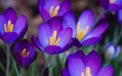 Gorgeous Purple Crocuses