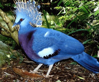 Blue Crown Feathered Bird-Amazon Rain Forest