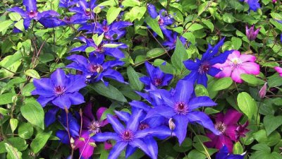 Beautiful Purple Clematis Garden