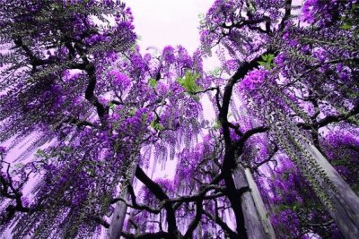 Breathtaking Waterfall of Purple Trees