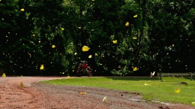 mariposas misioneras