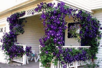 Pretty Climbing Morning Glory Flowers