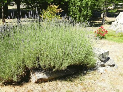 lavanda