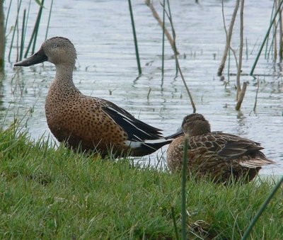 patos cuchara