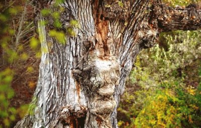 old tree face