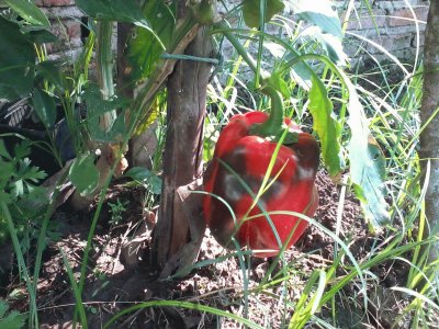 Pimentão Vermelho