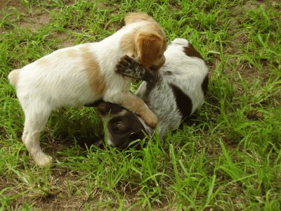 cachorritos