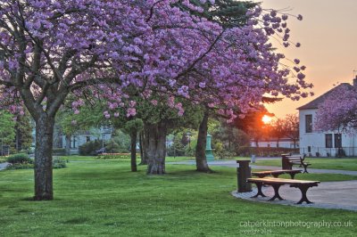 Blossom Dawn