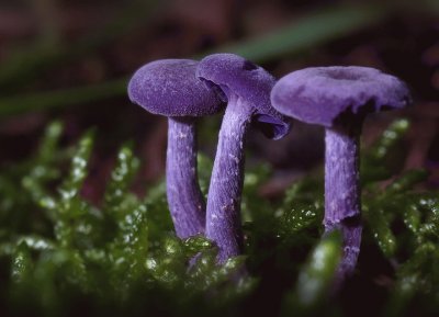 Unusal Amethyst Deceiver Mushrooms