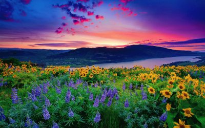 Amazing Flower Field at Sunset