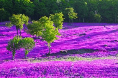 Ashikaga Flower Park-Japan