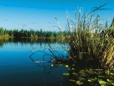 En Esteros del IberÃ¡. Corrientes. Argentina