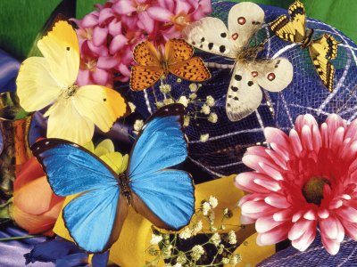 mariposas