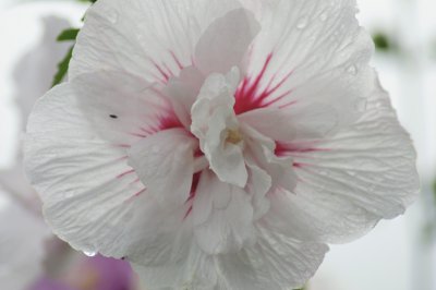 White Hibiscus / in Karins garden