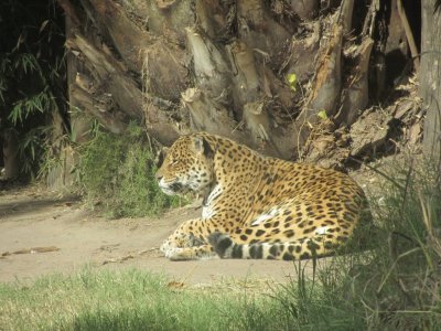 jaguar