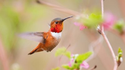 colibri