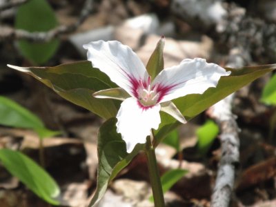 Trillium