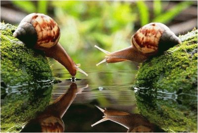 snail pair