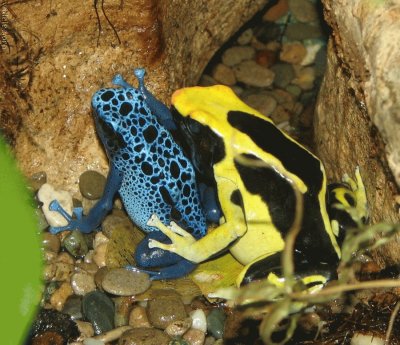 frogs colors