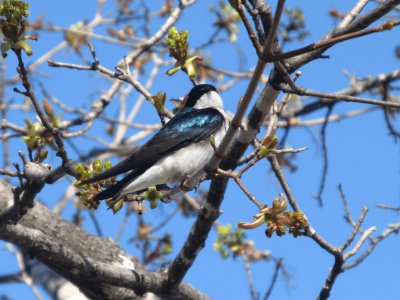 Field Swallow