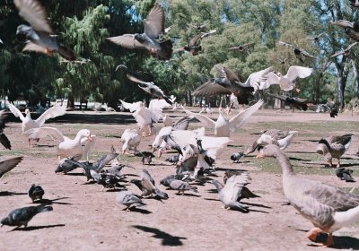 patos y palomas