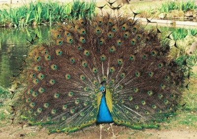 pavo real