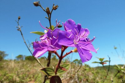 Flor de Quaresmeira