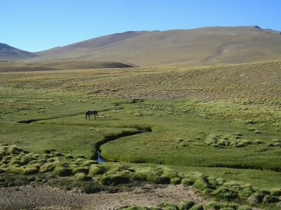 Llano Grande. Mendoza. Argentina