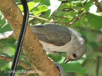 Titmouse